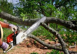 Trusted Clearfield, PA Tree Services Experts